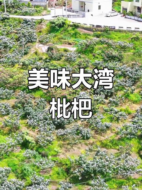 2025澳门全年資料免費大全和老人上树摘枇杷被困与爬树摘枇杷
