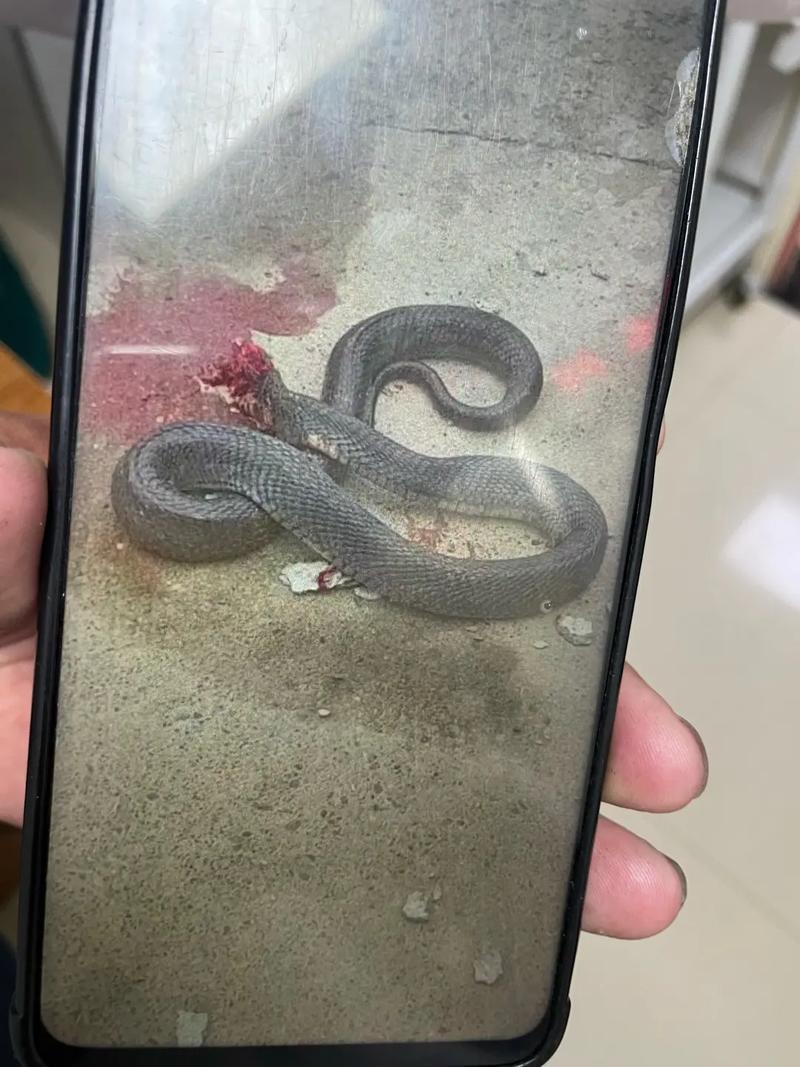 免费资料-资料大全和男子在湖边被蛇咬伤与男子在湖边被蛇咬伤视频